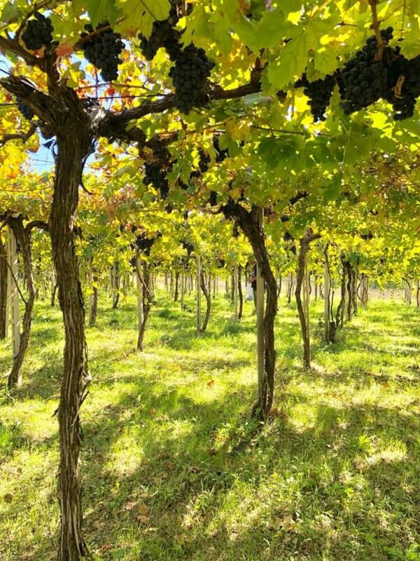 il 13_RISERVA Montepulciano d'Abruzzo Doc Biologico - immagine 6