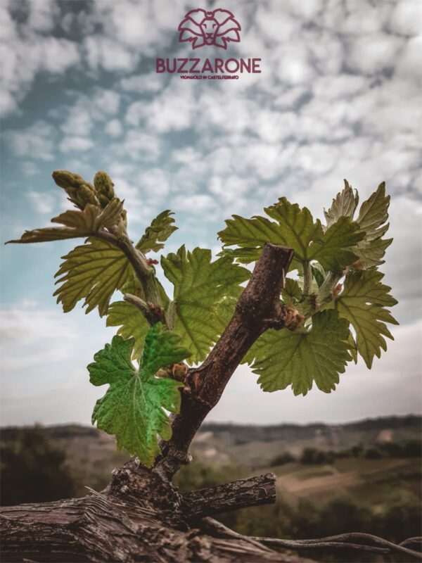 RUGGITO_Trebbiano d'Abruzzo DOC-Terre di Chieti Superiore Biologico - immagine 3