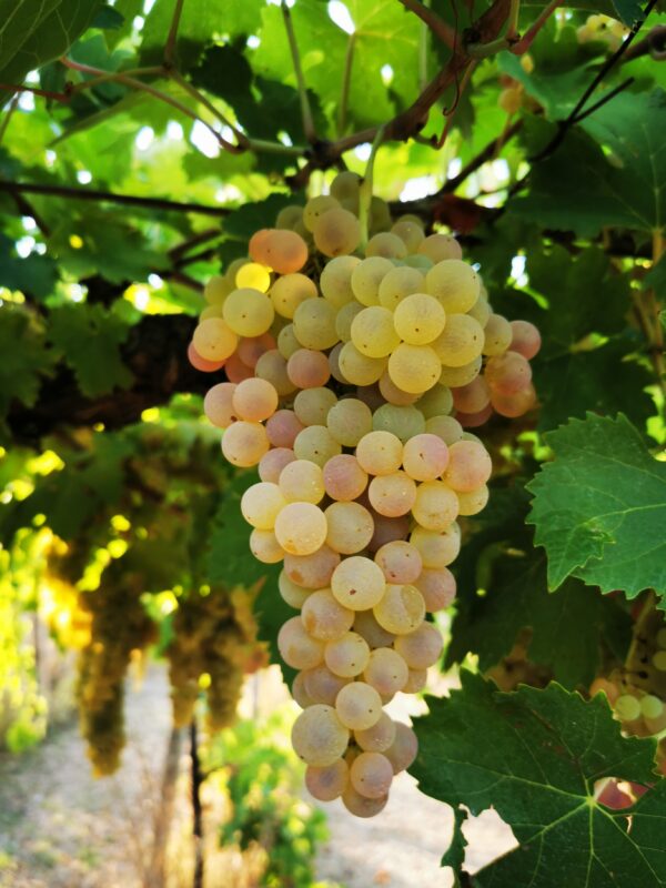 RUGGITO_Trebbiano d'Abruzzo DOC-Terre di Chieti Superiore Biologico - immagine 4