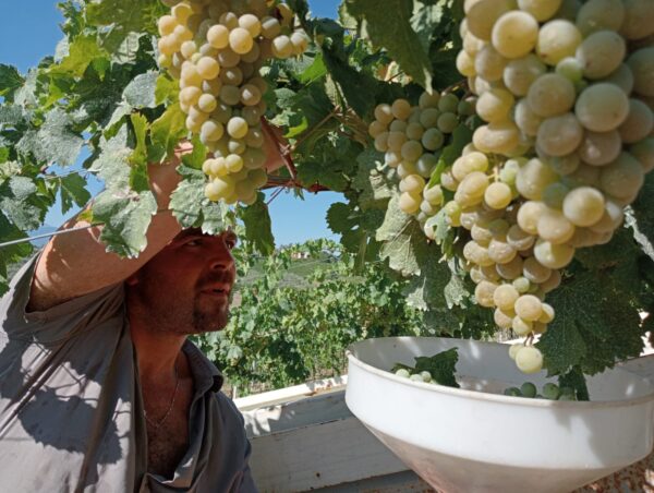 RUGGITO_Cococciola d'Abruzzo DOC-Terre di Chieti Superiore Biologico - immagine 3